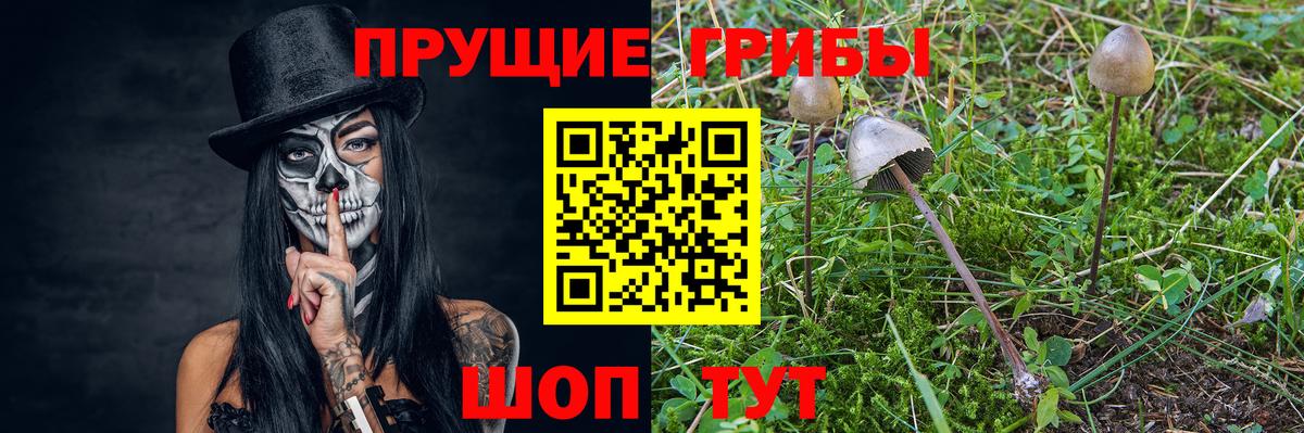 Ессентуки  Псилоцибиновые грибы Cubensis  Вход с VPN 